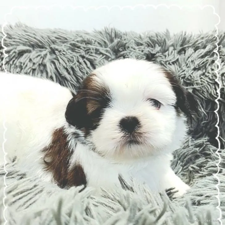 ID:2206-02281の子犬