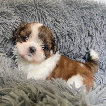 シーズー【大阪府・男の子・2021年1月7日・ゴールドアンドホワイト】の写真「お目々くりくりのイケメンです。」