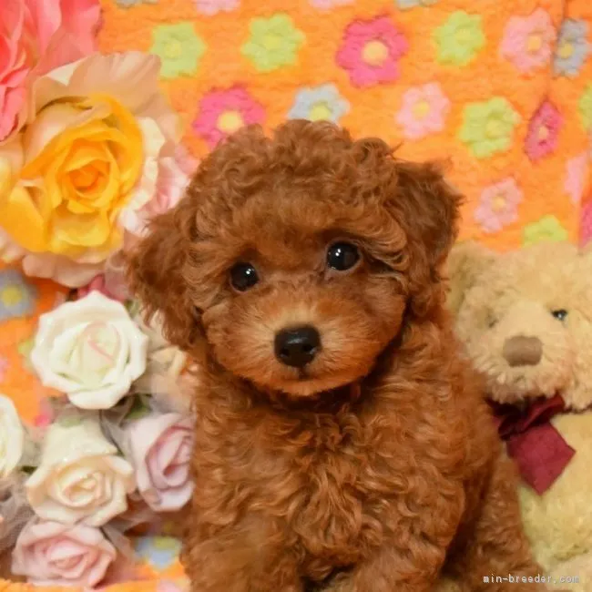 ID：1710-01699の子犬