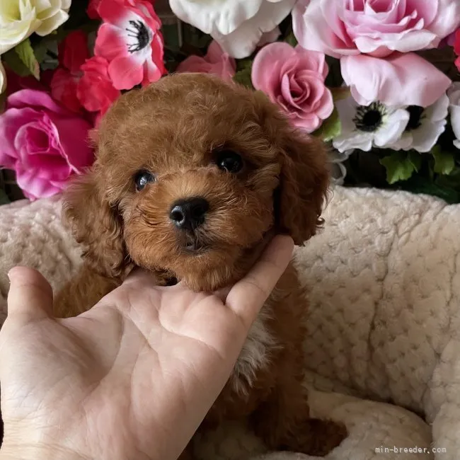 ID:2108-00623の子犬