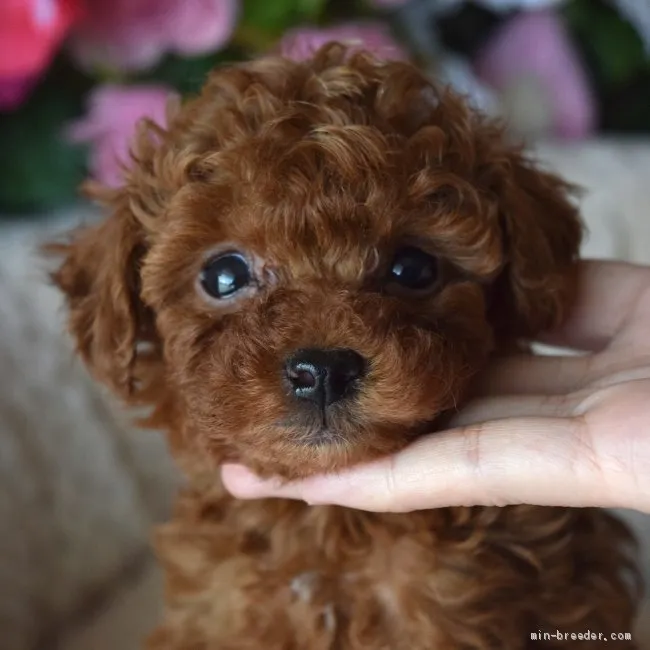 ID:2003-00560の子犬