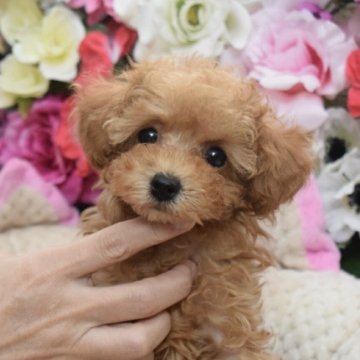 トイプードル(ティーカップ)【愛知県・女の子・2019年1月15日・レッド】の写真「小さなママから生まれた可愛い女の子です♪」