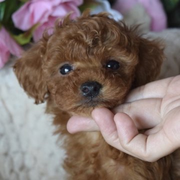 トイプードル(タイニー)【愛知県・男の子・2020年1月18日・レッド】の写真「兄妹揃って可愛いです♪」