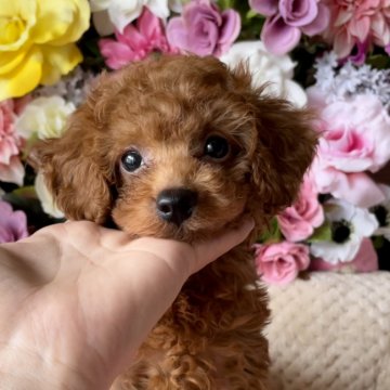 トイプードル(タイニー)【愛知県・女の子・2021年4月9日・レッド】の写真「小さな両親から生まれた可愛い女の子♪」