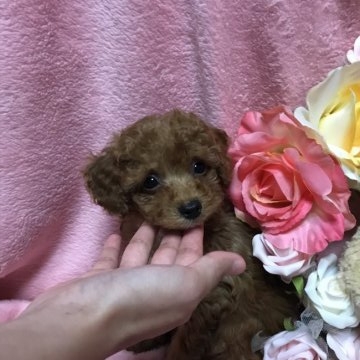 トイプードル(ティーカップ)【愛知県・男の子・2018年7月14日・レッド】の写真「小さなママから生まれた可愛い男の子です♪」