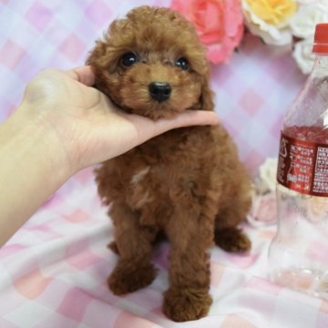 トイプードル(タイニー)【愛知県・男の子・2016年10月24日・レッド】の写真「元気で人懐っこい子です♪」