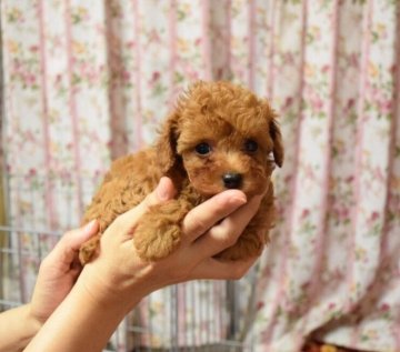 トイプードル(ティーカップ)【愛知県・女の子・2015年7月9日・レッド】の写真「進行性網膜萎縮症(PRA)発症しません。」