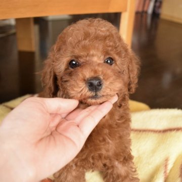 トイプードル(トイ)【愛知県・男の子・2016年11月15日・レッド】の写真「PRAノーマルの子です♪」