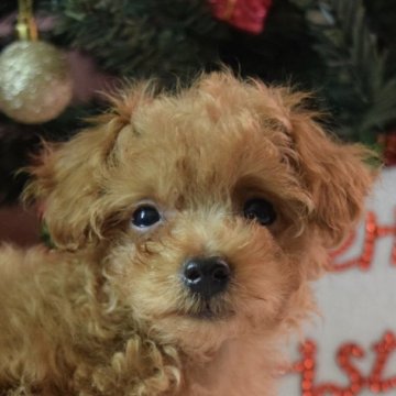 トイプードル(ティーカップ)【愛知県・女の子・2018年10月1日・レッド】の写真「小さな可愛い女の子♪」