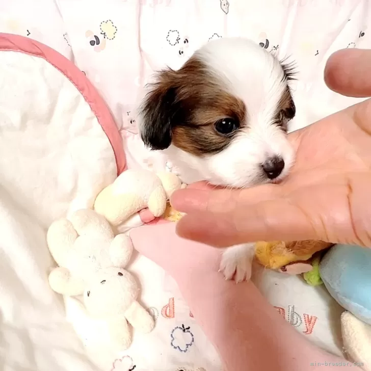 パピヨン【大阪府・女の子・2025年10月2日・ホワイト&amp;ブラウン】の写真1「おめめがキュートで、とても愛らしいお顔立ちの女の子です」