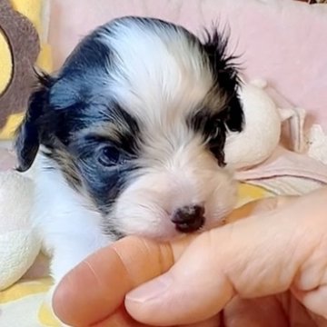 パピヨン【大阪府・男の子・2024年12月15日・トライ】の写真「可愛い両親から生まれた、おっとりした男の子」