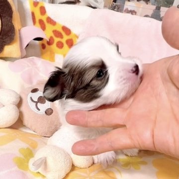 パピヨン【大阪府・男の子・2025年1月3日・白茶】の写真「おめめが優しい、とっても可愛い男の子」