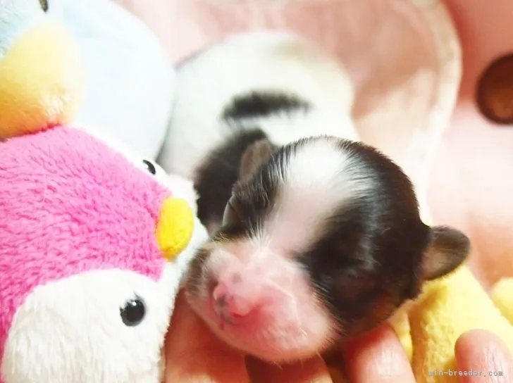 空 様のお迎えした子犬