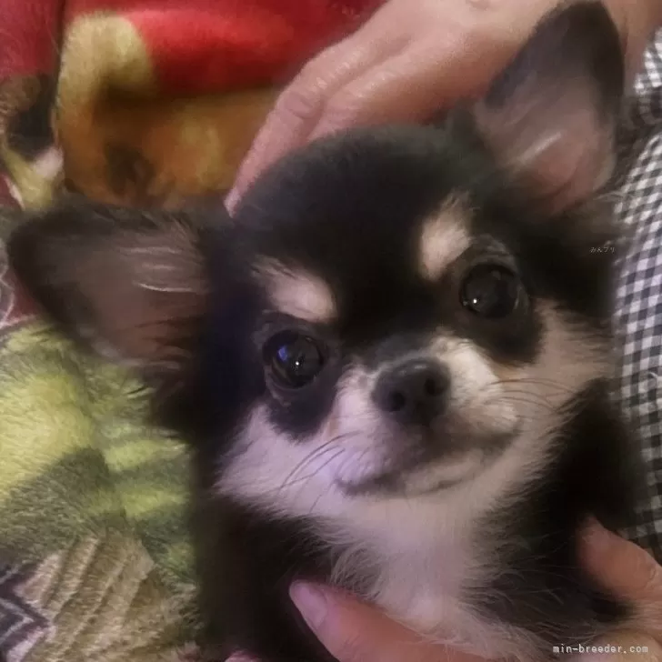 チワワ(ロング)【福岡県・男の子・2025年7月13日・ブラックタンホワイト】の写真1