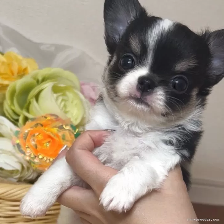 ID：2505-04724の子犬