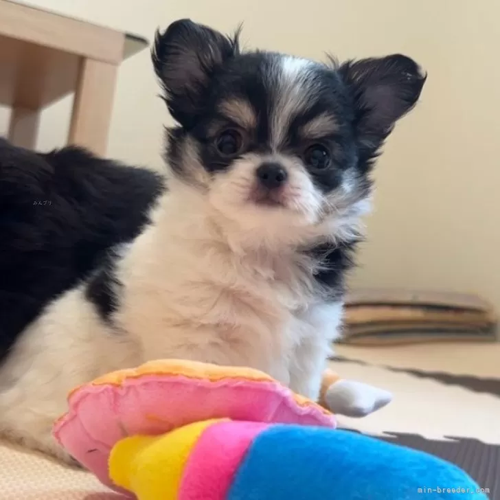 ID：2412-05204の子犬