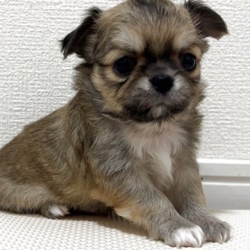 チワワ(ロング)【福岡県・男の子・2025年10月31日・フォーンホワイト】の写真「タレ目がキュートなプリンス🩵」