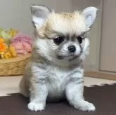チワワ(ロング)
