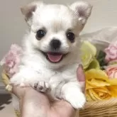 チワワ(ロング)