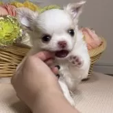チワワ(ロング)