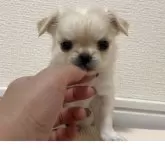 チワワ(ロング)