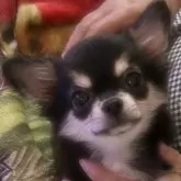 チワワ(ロング)