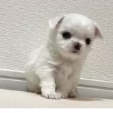 チワワ(ロング)【福岡県・女の子・2025年10月31日・ホワイト】の写真1