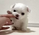 チワワ(ロング)【福岡県・女の子・2025年10月31日・ホワイト】の写真2