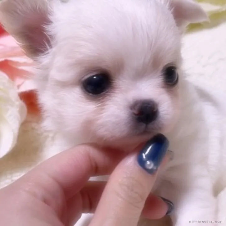 ID:2302-00533の子犬