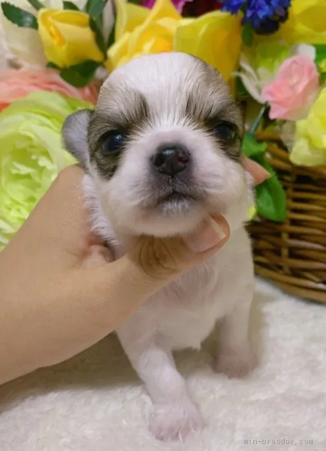 ID：2003-00327の子犬