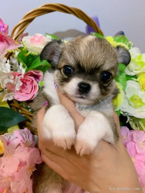 ID:2008-00601の子犬