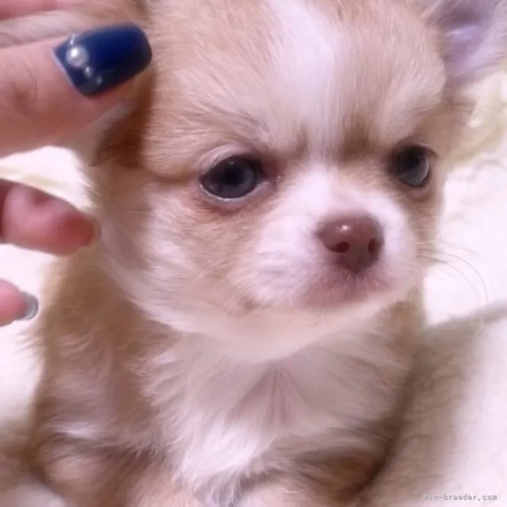 ID:2301-00669の子犬