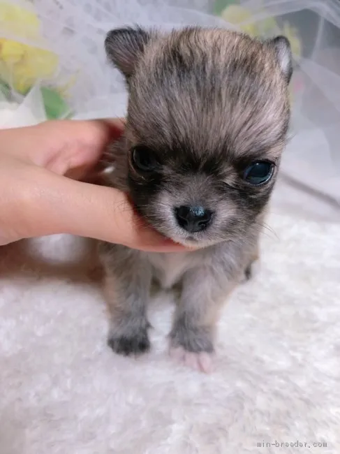 ID:1907-03402の子犬