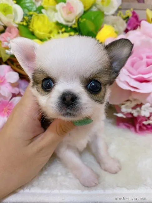 ID:2005-03048の子犬