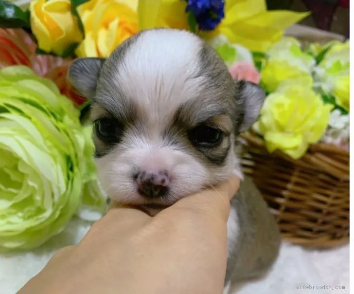 ID：2003-00329の子犬