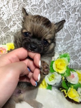 チワワ(ロング)【福岡県・男の子・2019年1月18日・フォーン】の写真「アップルヘッドの王子様♡」