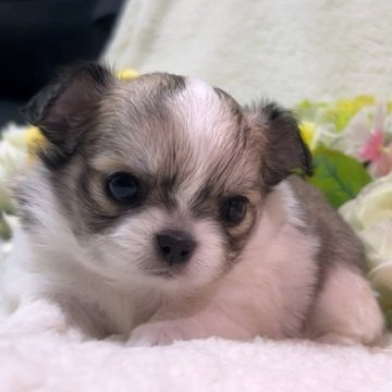 チワワ(ロング)【福岡県・女の子・2023年11月3日・フォーンホワイト】の写真「もちもちプリンセス♥️」