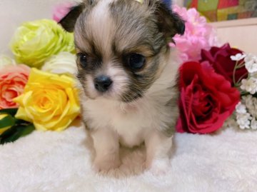 チワワ(ロング)【福岡県・男の子・2020年2月22日・フォーン&ホワイト】の写真「お顔まんまる王子様❤️」