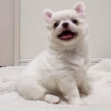 チワワ(ロング)【福岡県・女の子・2024年5月22日・クリーム】の写真「ぬいぐるみプリンセス🩷」