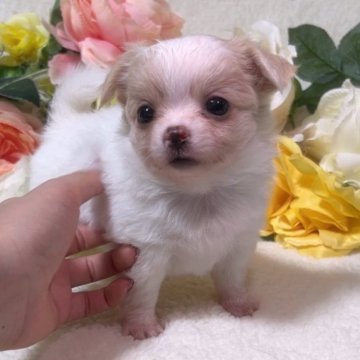 チワワ(ロング)【福岡県・女の子・2023年7月24日・クリーム】の写真「愛嬌抜群プリンセス🩷」