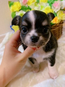 チワワ(ロング)【福岡県・男の子・2019年10月13日・ブラックタン&ホワイト】の写真「可愛い4兄妹王子様❤️」