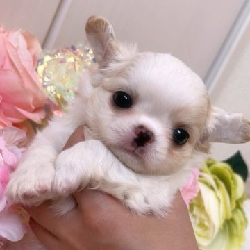 チワワ(ロング)【福岡県・男の子・2024年5月11日・クリーム】の写真「おめめパッチリプリンス️🩵」