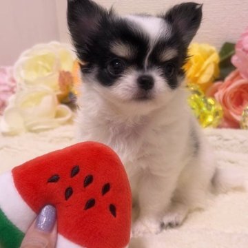 チワワ(ロング)【福岡県・女の子・2024年6月27日・ホワイト&ブラックタン】の写真「小ぶりのプリンセス♡」