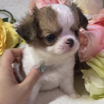 チワワ(ロング)【福岡県・男の子・2023年7月8日・ホワイトフォーン】の写真「美形のプリンス️🩵」