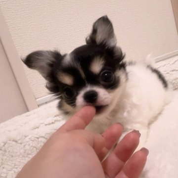 チワワ(ロング)【福岡県・女の子・2024年5月11日・ホワイト&ブラックタン】の写真「もちもち可愛いプリンセス🩷」