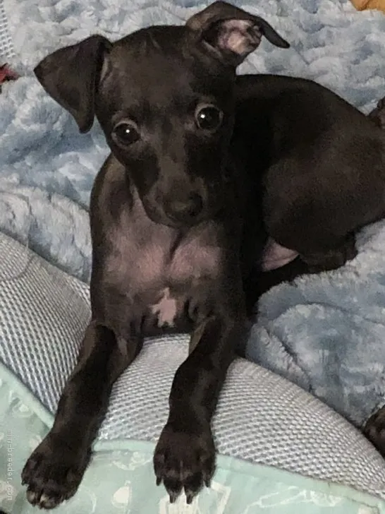 ID:1908-01614の子犬