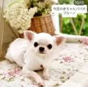 チワワ(ロング)【神奈川県・男の子・2025年6月25日・クリームアンドホワイト】の写真10「パパ犬」