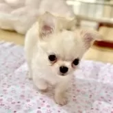 チワワ(ロング)