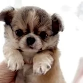 チワワ(ロング)