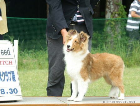 専門学校卒業後動物病院の勤務などの長い経験で飼い主様をサポートいたします｜吉澤　順子(よしざわ　じゅんこ)ブリーダー(神奈川県・シェットランドシープドッグ・JKC登録)の紹介写真1